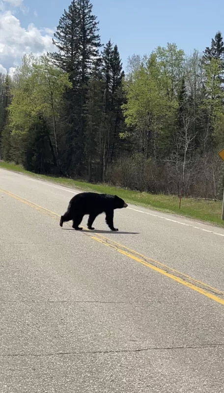 Parc National du Mont-Riding | Manitoba | Canada | Trans Canada | Le Monde de Chloé | Randonnée | Voyage Aventure | Black Bear | Ours Noir