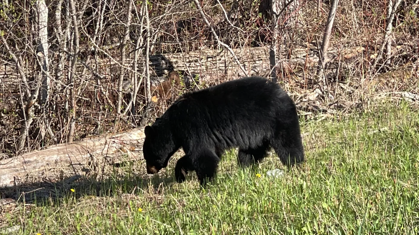 Parc National du Mont-Riding | Manitoba | Canada | Trans Canada | Le Monde de Chloé | Randonnée | Voyage Aventure | Black Bear | Ours Noir