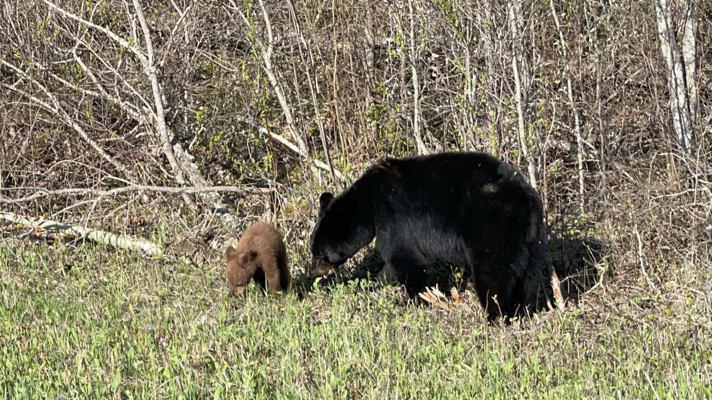 Parc National du Mont-Riding | Manitoba | Canada | Trans Canada | Le Monde de Chloé | Randonnée | Voyage Aventure | Black Bear | Ours Noir