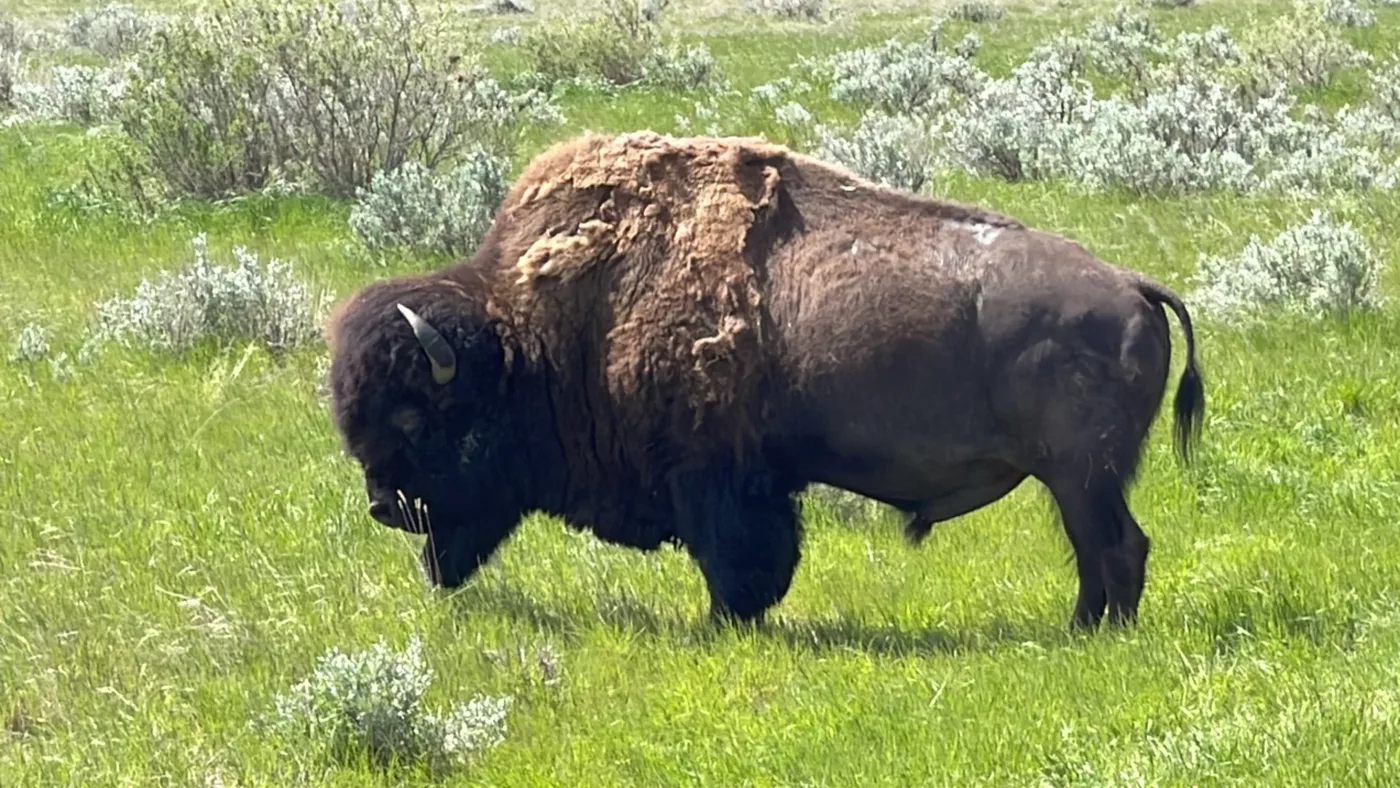 Parc National des Parairies | Grasslands | Saskatchewan | Canada | Trans Canada | Le Monde de Chloé | Randonnée | Voyage Aventure | Bison