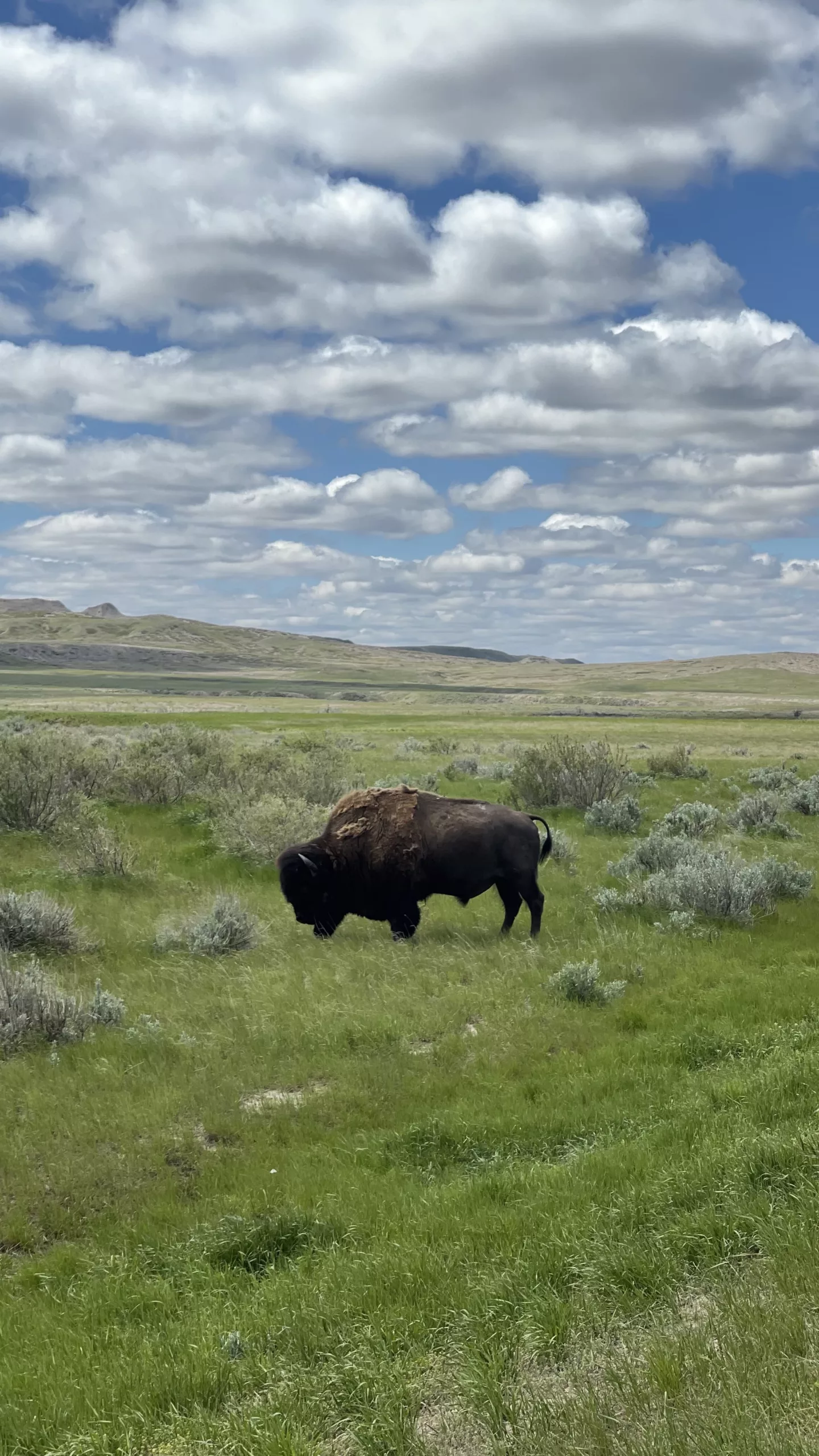 Parc National des Parairies | Grasslands | Saskatchewan | Canada | Trans Canada | Le Monde de Chloé | Randonnée | Voyage Aventure | Bison