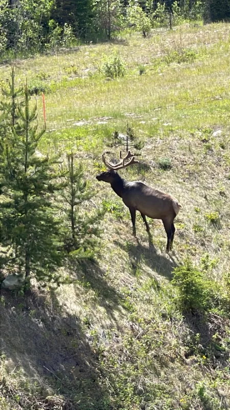 Parc National Jasper | Alberta | Canada | Trans Canada | Le Monde de Chloé | Randonnée | Voyage Aventure