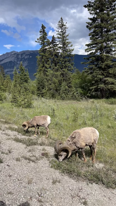 Parc National Jasper | Alberta | Canada | Trans Canada | Le Monde de Chloé | Randonnée | Voyage Aventure