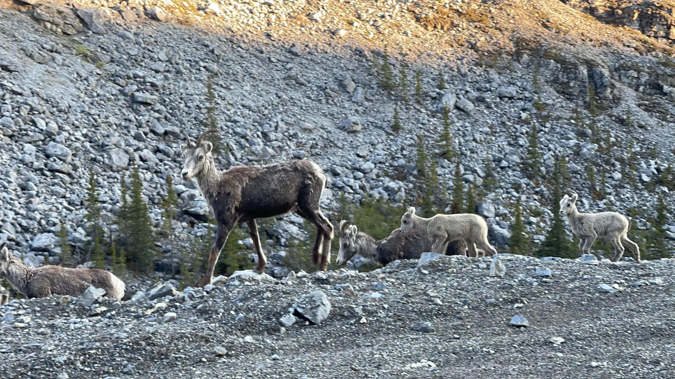 Alaska Highway | Colombie-Britannique | Canada | Trans Canada | Transcanadienne | Le Monde de Chloé | Voyage Aventure