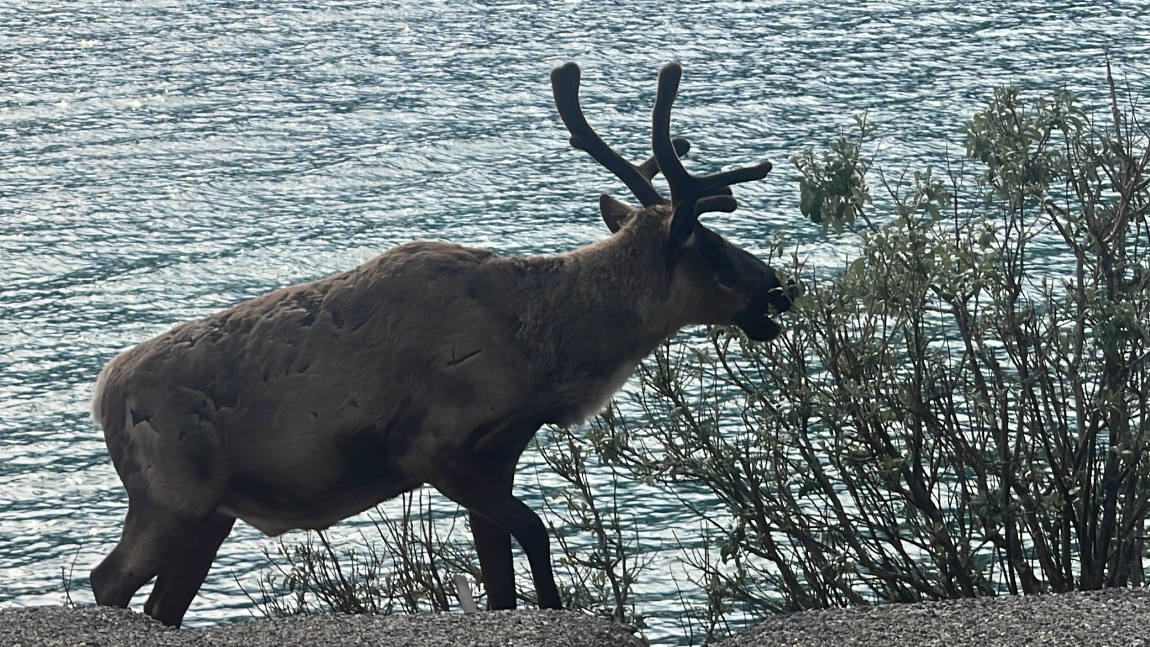 Alaska Highway | Colombie-Britannique | Canada | Trans Canada | Transcanadienne | Elk | Le Monde de Chloé | Voyage Aventure