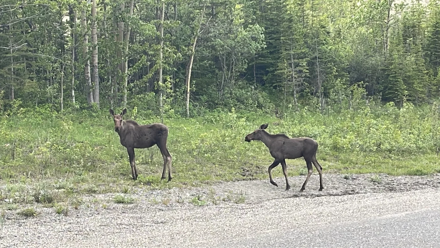 Alaska Highway | Colombie-Britannique | Canada | Trans Canada | Transcanadienne | Orignaux | Le Monde de Chloé | Voyage Aventure