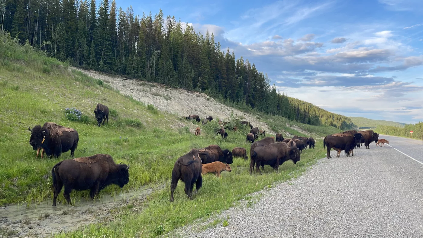 Alaska Highway | Colombie-Britannique | Canada | Trans Canada | Transcanadienne | Bisons | Le Monde de Chloé | Voyage Aventure