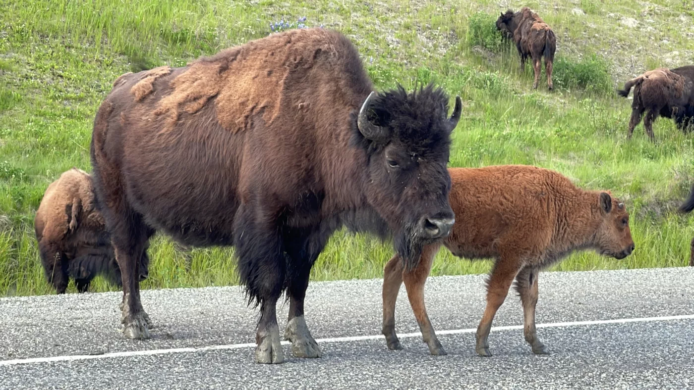 Alaska Highway | Colombie-Britannique | Canada | Trans Canada | Transcanadienne | Bison | Le Monde de Chloé | Voyage Aventure