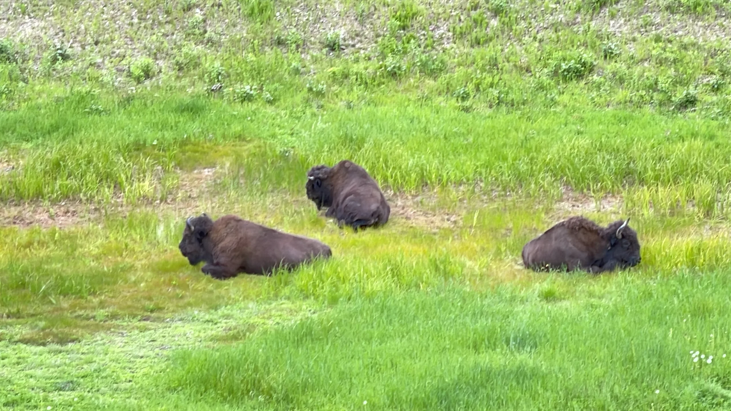 Alaska Highway | Colombie-Britannique | Canada | Trans Canada | Transcanadienne | Bisons | Le Monde de Chloé | Voyage Aventure