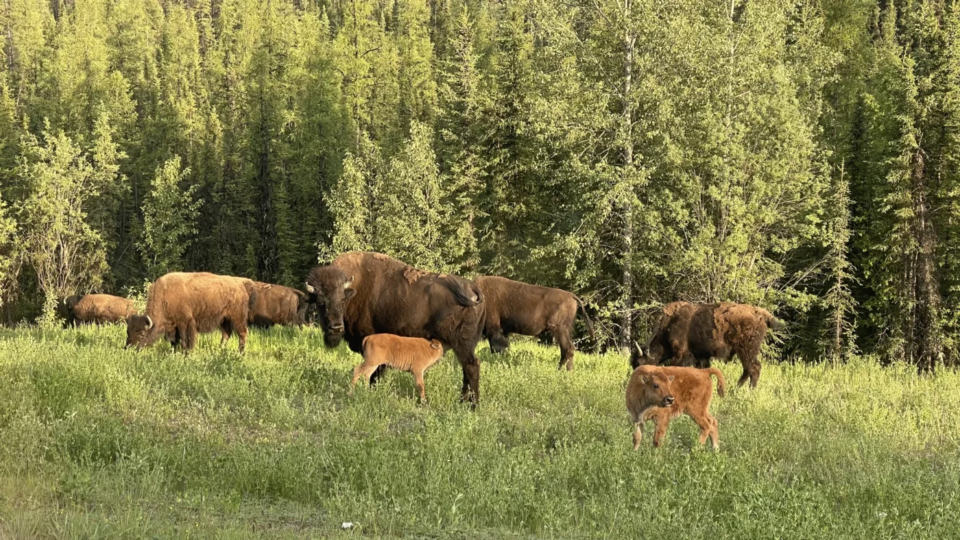 Alaska Highway | Colombie-Britannique | Canada | Trans Canada | Transcanadienne | Bisons Le Monde de Chloé | Voyage Aventure