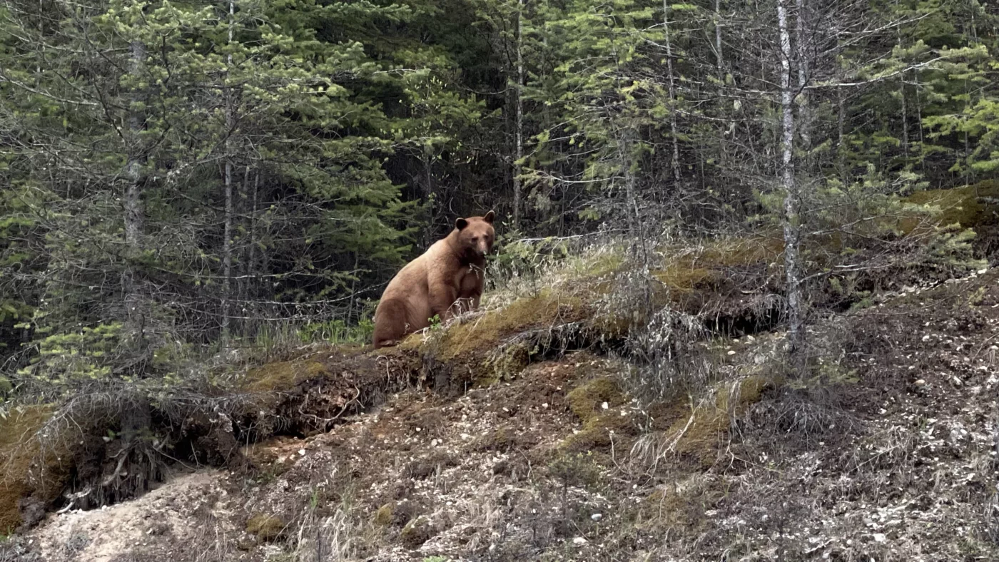 Parc National de Kootenay | Colombie-Britannique | Canada | Le Monde de Chloé | Randonnées et Voyages Aventures | Ours Noir