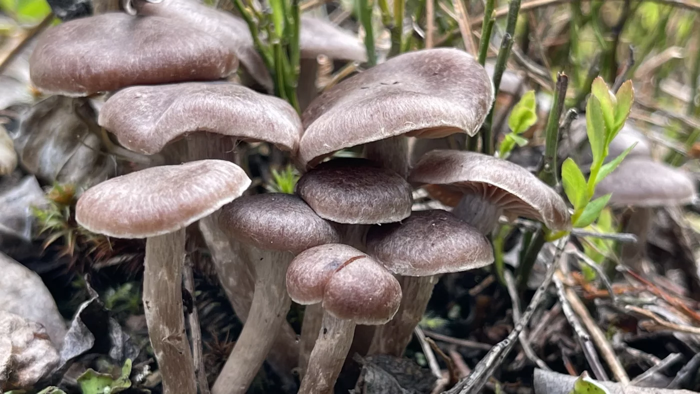 Parc National de Kootenay | Colombie-Britannique | Canada | Le Monde de Chloé | Randonnées et Voyages Aventures | Champignons