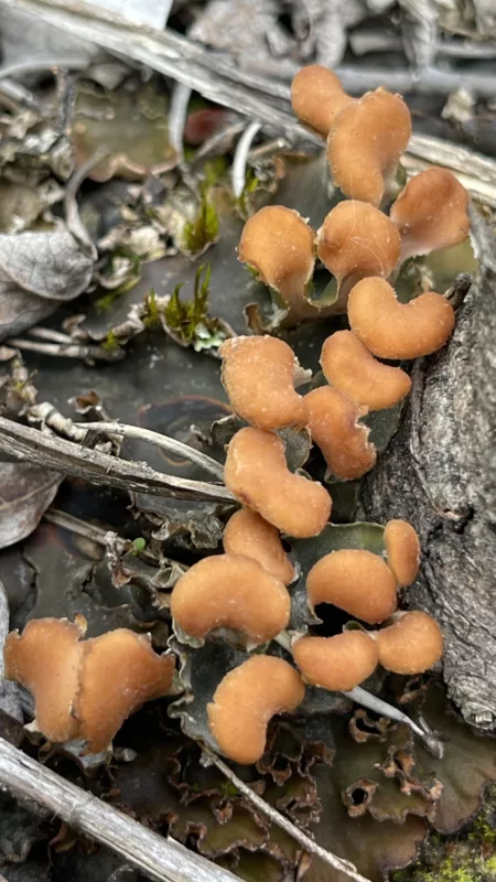 Parc National de Kootenay | Colombie-Britannique | Canada | Le Monde de Chloé | Randonnées et Voyages Aventures | Champignons