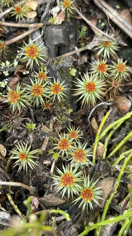 Parc National de Kootenay | Colombie-Britannique | Canada | Le Monde de Chloé | Randonnées et Voyages Aventures | FLeurs