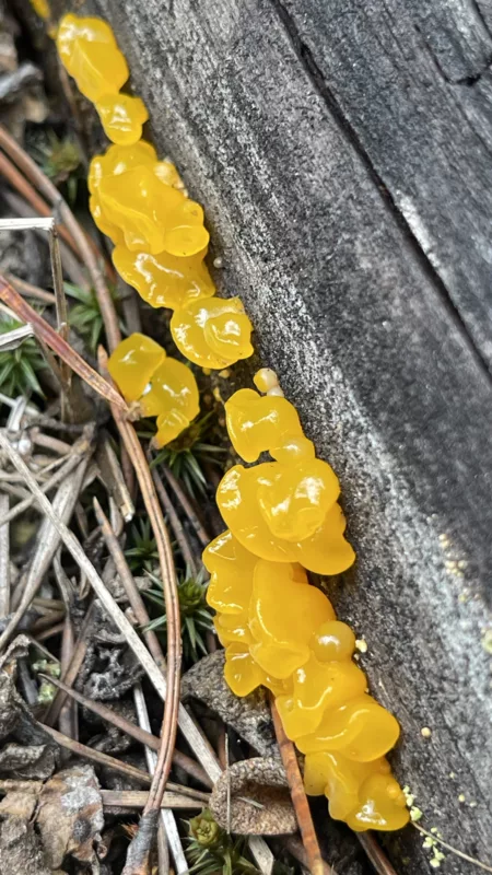 Parc National de Kootenay | Colombie-Britannique | Canada | Le Monde de Chloé | Randonnées et Voyages Aventures | Champignons