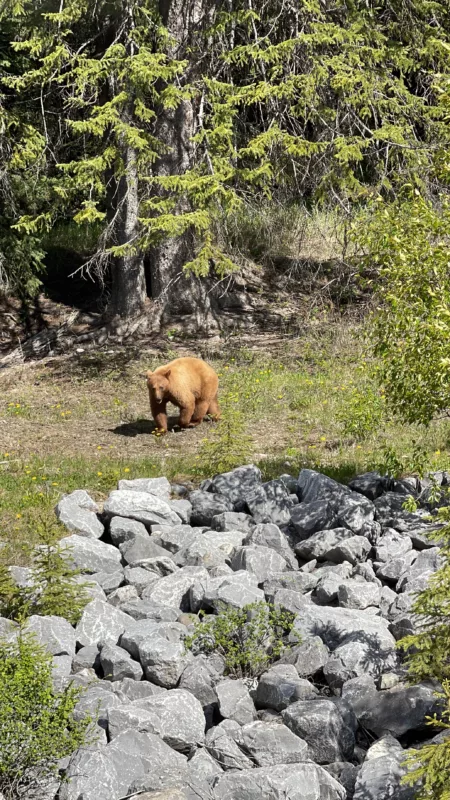 Parc National de Kootenay | Colombie-Britannique | Canada | Le Monde de Chloé | Randonnées et Voyages Aventures | Ours Noir