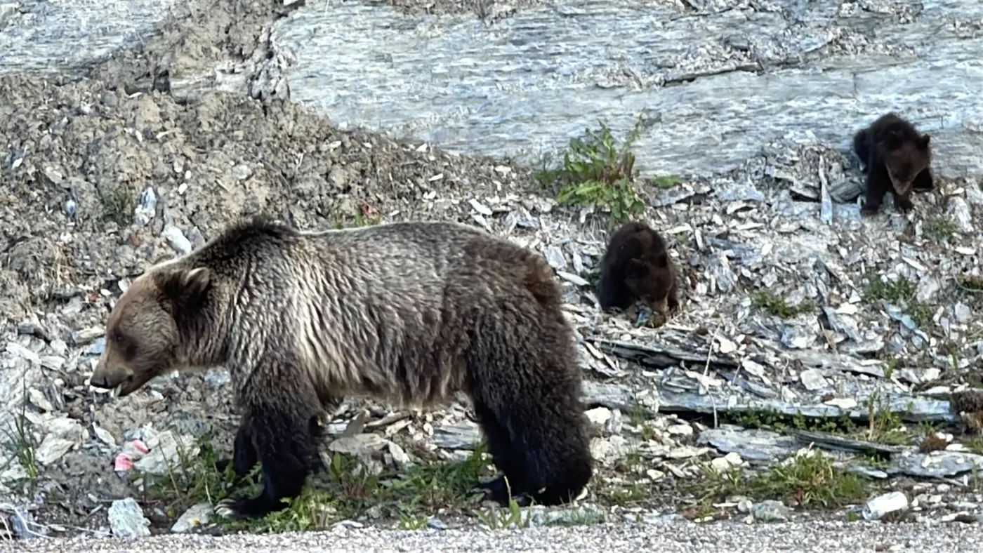 Parc National de Kootenay | Colombie-Britannique | Canada | Le Monde de Chloé | Randonnées et Voyages Aventures | Ours | Grizzly