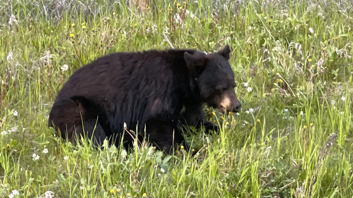 Parc National de Kootenay | Colombie-Britannique | Canada | Le Monde de Chloé | Randonnées et Voyages Aventures | Ours Noir