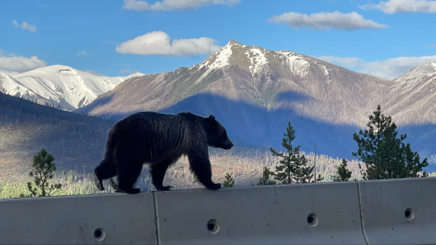 Parc National de Kootenay | Colombie-Britannique | Canada | Le Monde de Chloé | Randonnées et Voyages Aventures | Ours | Grizzly