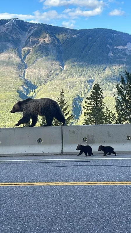 Parc National de Kootenay | Colombie-Britannique | Canada | Le Monde de Chloé | Randonnées et Voyages Aventures | Ours | Grizzly