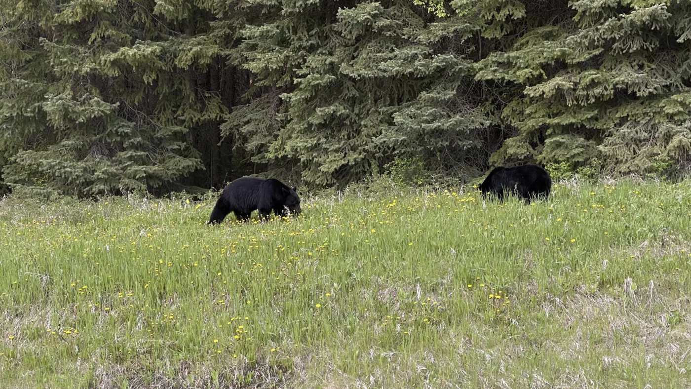 Parc National de Kootenay | Colombie-Britannique | Canada | Le Monde de Chloé | Randonnées et Voyages Aventures | Ours Noir