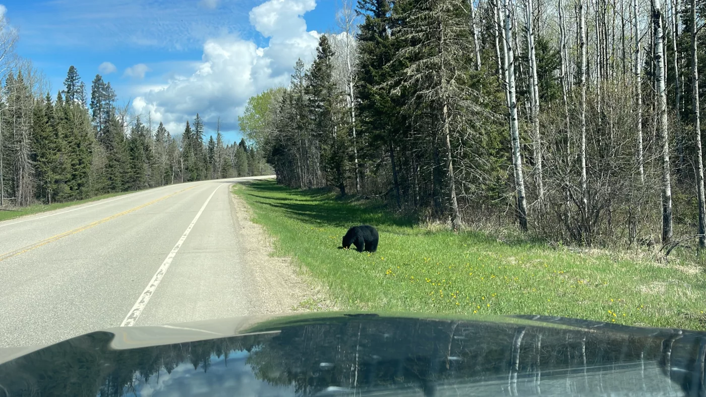 Parc National du Mont-Riding | Manitoba | Canada | Trans Canada | Le Monde de Chloé | Randonnée | Voyage Aventure | Black Bear | Ours Noir