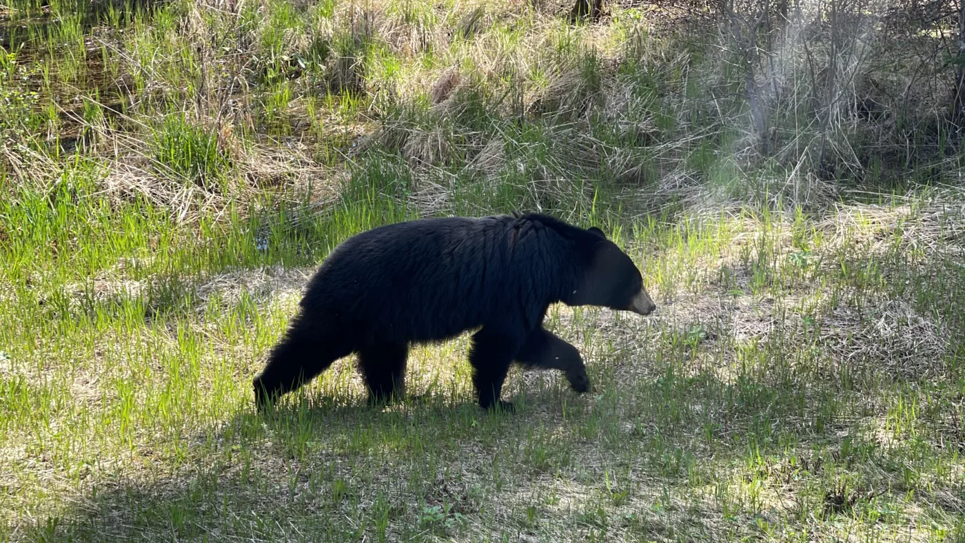 Parc National du Mont-Riding | Manitoba | Canada | Trans Canada | Le Monde de Chloé | Randonnée | Voyage Aventure | Black Bear | Ours Noir