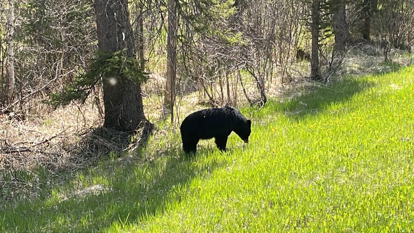 Parc National du Mont-Riding | Manitoba | Canada | Trans Canada | Le Monde de Chloé | Randonnée | Voyage Aventure | Black Bear | Ours Noir