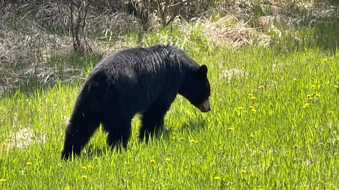 Parc National du Mont-Riding | Manitoba | Canada | Trans Canada | Le Monde de Chloé | Randonnée | Voyage Aventure | Black Bear | Ours Noir