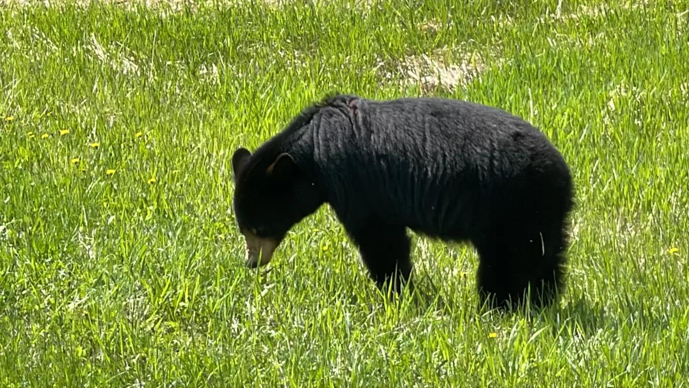 Parc National du Mont-Riding | Manitoba | Canada | Trans Canada | Le Monde de Chloé | Randonnée | Voyage Aventure | Black Bear | Ours Noir