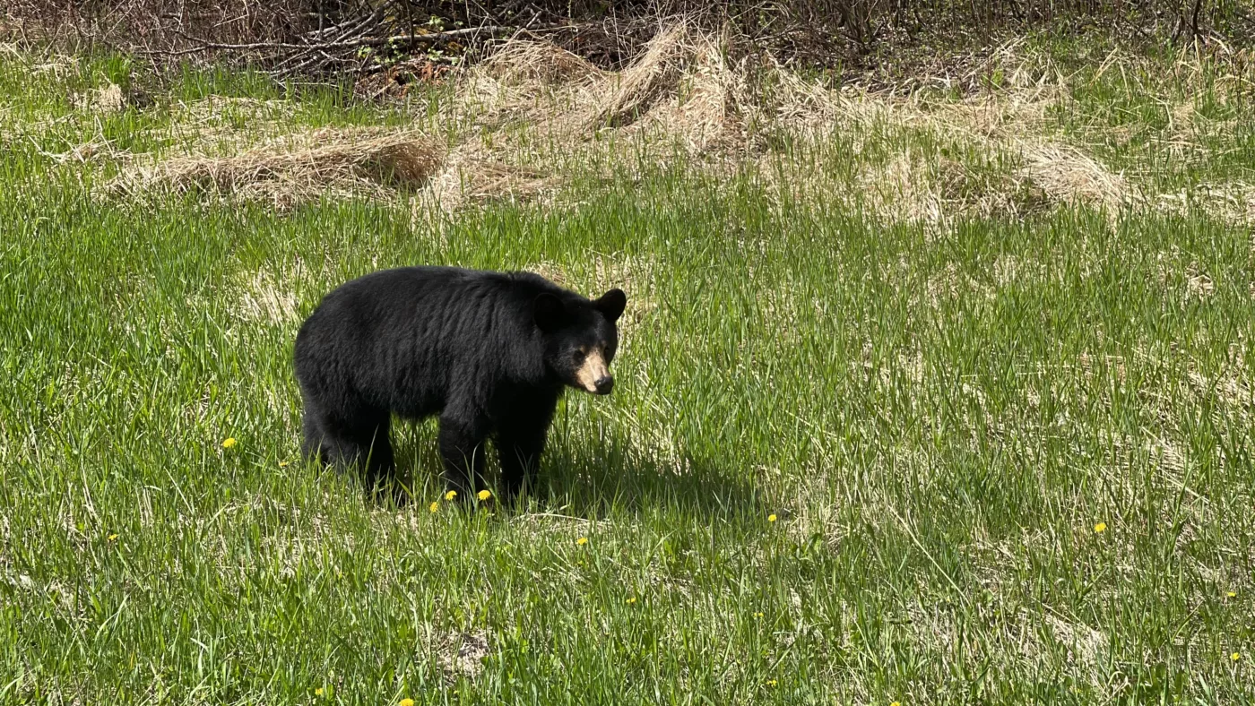 Parc National du Mont-Riding | Manitoba | Canada | Trans Canada | Le Monde de Chloé | Randonnée | Voyage Aventure | Black Bear | Ours Noir