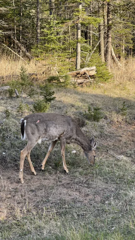 Parc Provincial Sleeping Giant | Biche | Ontario | Canada | Trans Canada | Transcanadienne | Le Monde de Chloé | Randonnée | Voyage Aventure