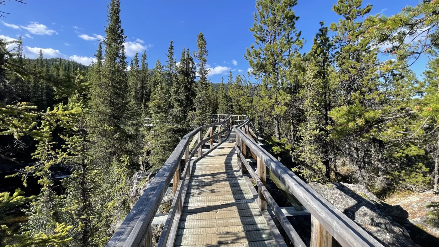 Alaska Highway | Yukon | | Canada | Trans Canada | Transcanadienne | Bison | Le Monde de Chloé |  Voyage Aventure