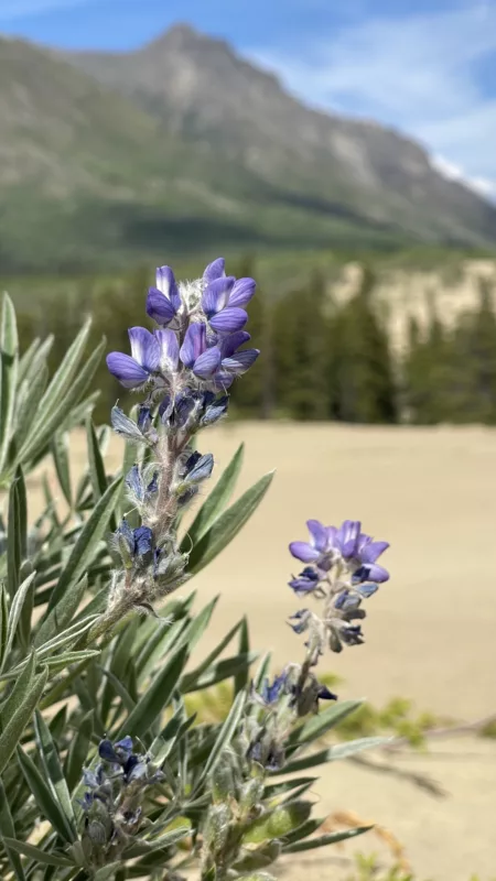 Carcross | Yukon | Désert | Canada | Trans Canada | Transcanadienne | Voyage Aventure