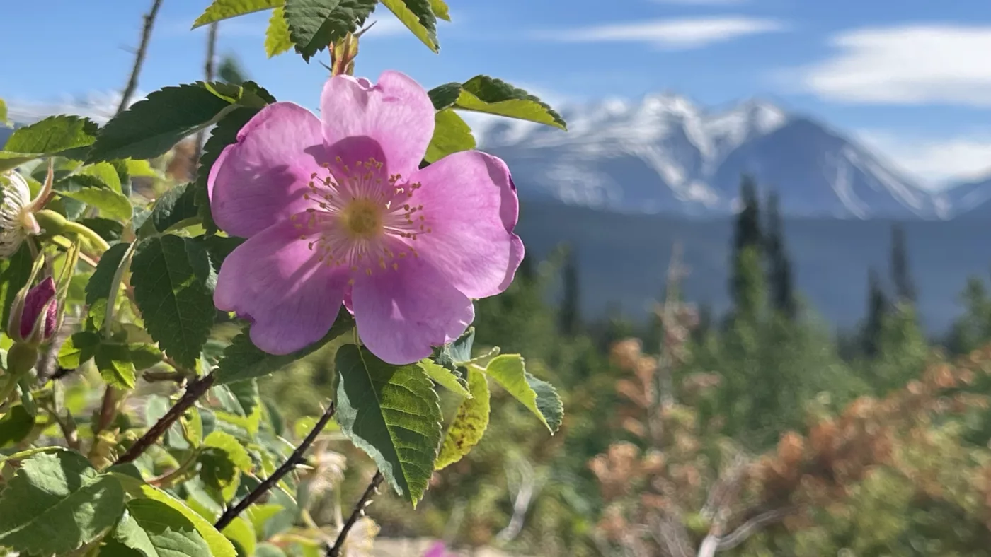 Carcross | Yukon | Désert | Canada | Trans Canada | Transcanadienne | Voyage Aventure