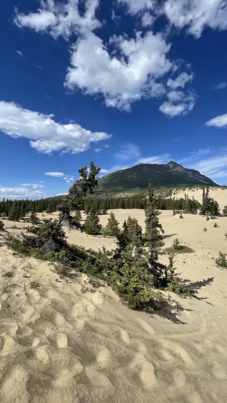 Carcross | Yukon | Désert | Canada | Trans Canada | Transcanadienne | Voyage Aventure