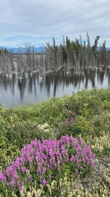 Le Monde de Chloé | Canada | Yukon | Road Trip au Canada | Trans Canada | Trans Canadienne