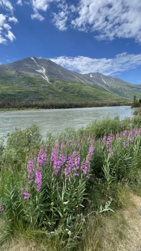 Alaska | Into The Wild | Parc National du Denali | USA | Fairbanks | Trans America | Panaméricaine | Voyage Aventure | Le Monde de Chloé