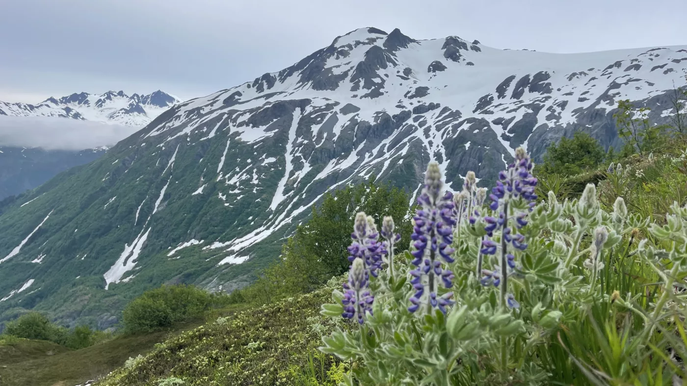 USA | Alaska | Harding icefield | Exit Glacier | Fjords National Park | Panaméricaine | Road-Trip en Amérique | Voyage Aventure | Le Monde de Chloé