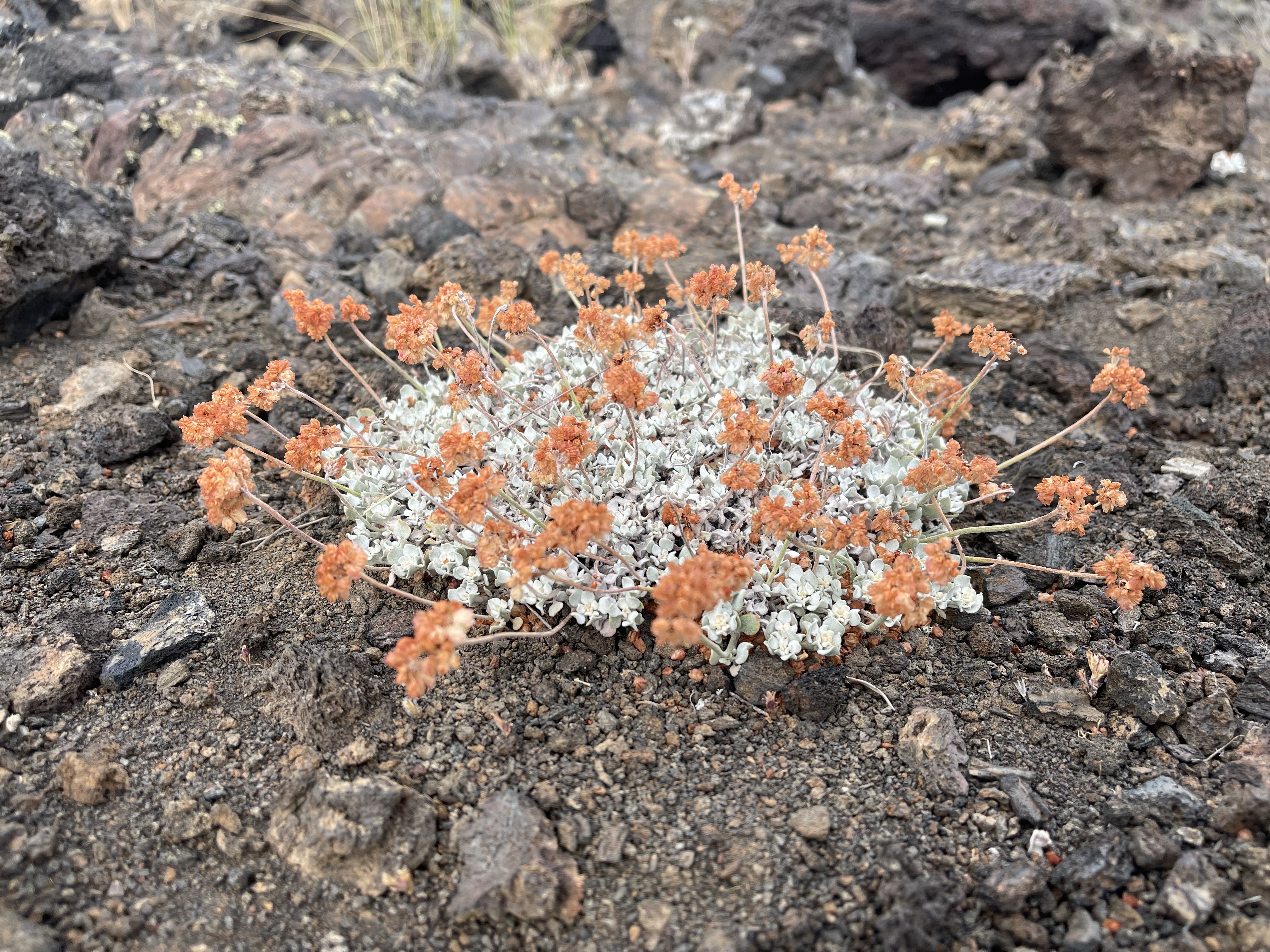 Crater Of The Moon | Road Trip aux USA | Idaho | Le Monde de Chloé