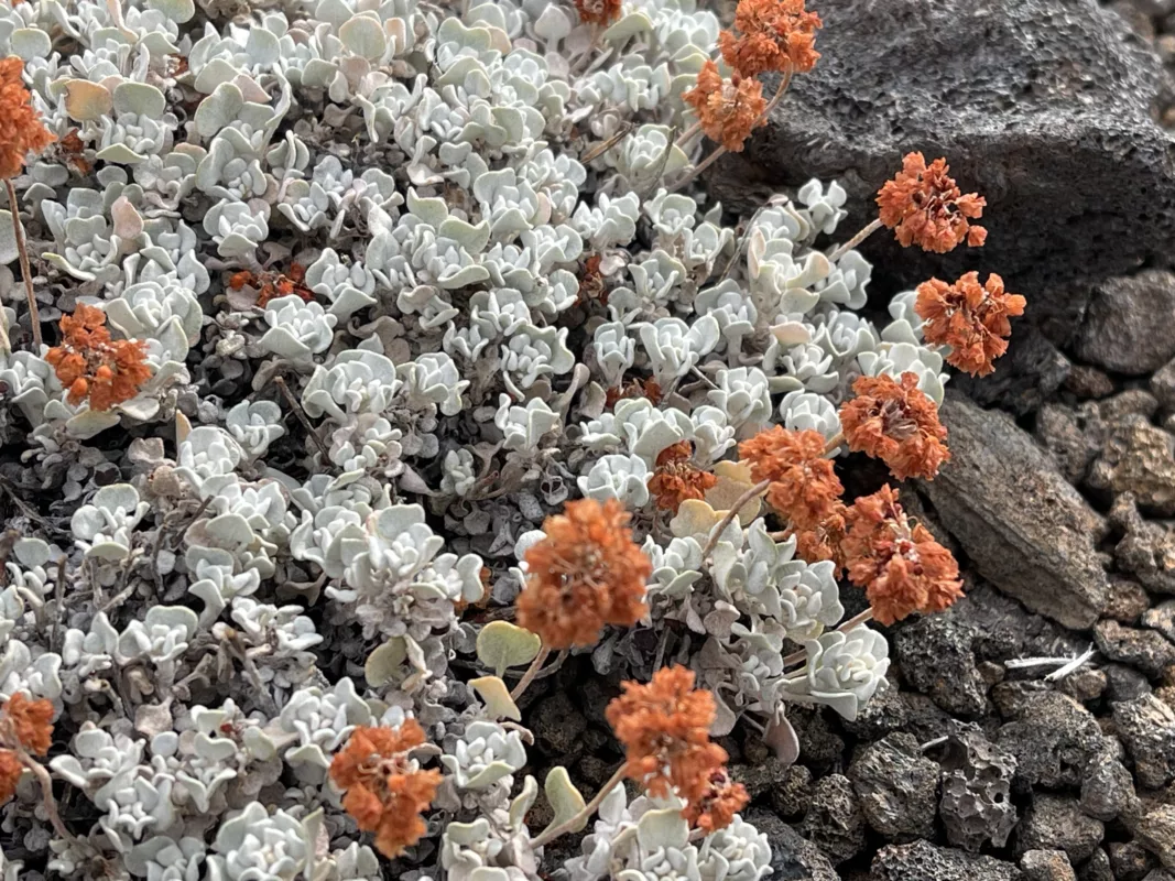 Crater Of The Moon | Road Trip aux USA | Idaho | Le Monde de Chloé