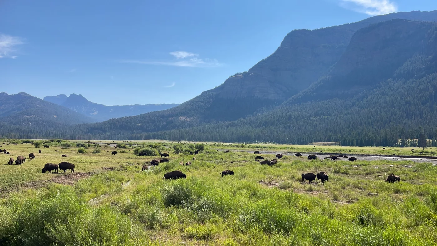 Yellostone National Park | Wyoming | Road Trip aux USA | Le Monde de Chloé