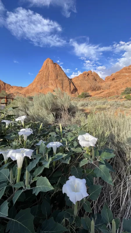 Le Monde de Chloé | Arches National Park | Parc National des Arches | Utah | Road Trip aux USA | Road Trip dans l'ouest américain | Désert de l'Utah