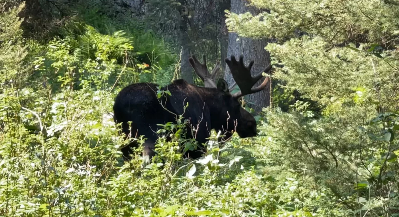 Le Monde de Chloé | Parc National de Grand Teton | Wyoming | Road Trip aux USA | Randonnée