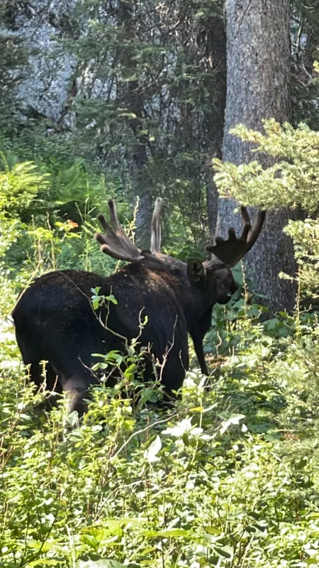 Le Monde de Chloé | Parc National de Grand Teton | Wyoming | Road Trip aux USA | Randonnée